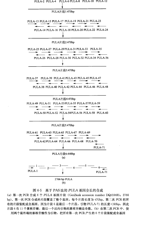 基于 PCR 的大片段 DNA 的合成实验