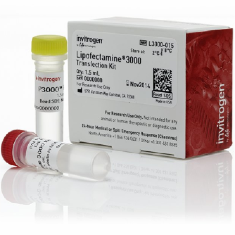 Lipofectamine 3000    LIFE L3000-015