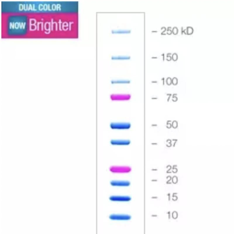 Precision Plus ProteinTM双色标准，2.5毫升#1610394   Bio-rad