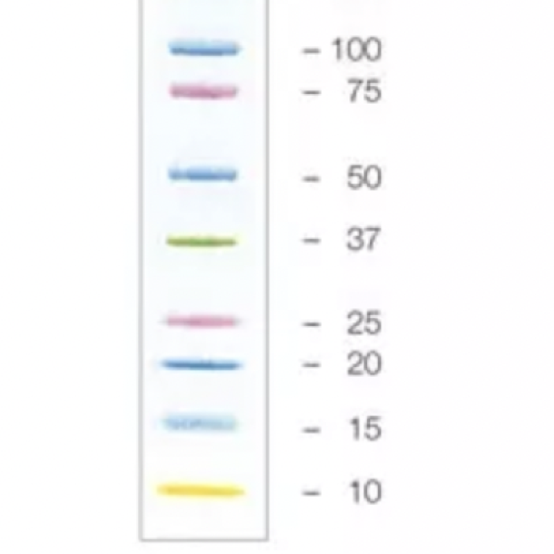 Precision Plus ProteinTM万花筒TM保持蛋白质标准#1610375   Bio-rad