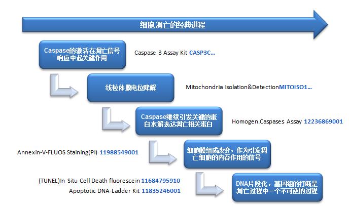 细胞凋亡检测