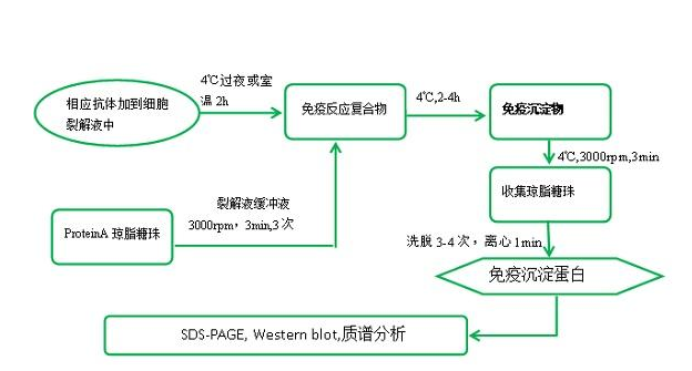 免疫共沉淀（Co-IP）