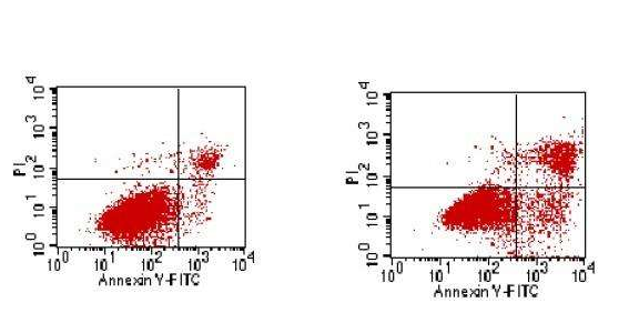 六种细胞凋亡化学检测方法