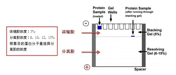 SDS-PAGE电泳的常见问题